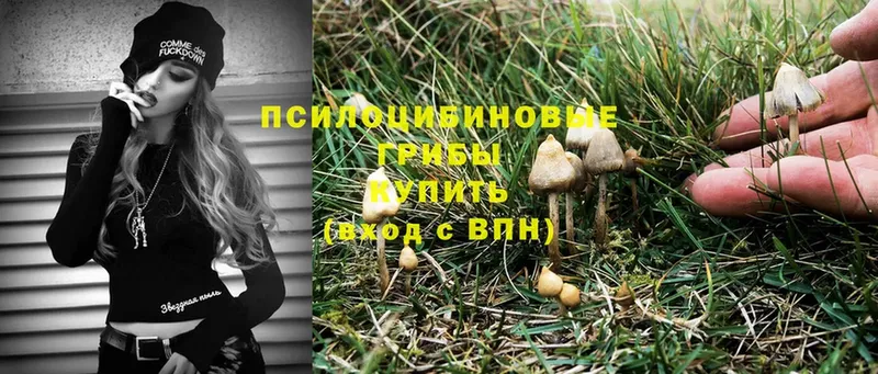 купить наркотики цена  Семилуки  Псилоцибиновые грибы Psilocybine cubensis 